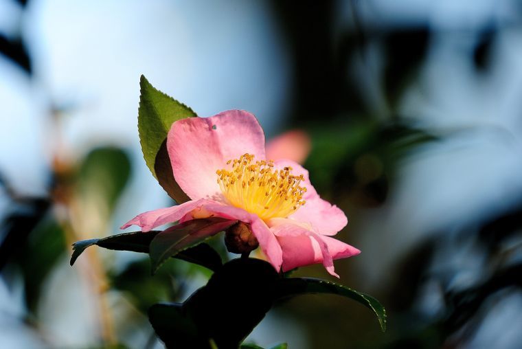 Hybrid camellias